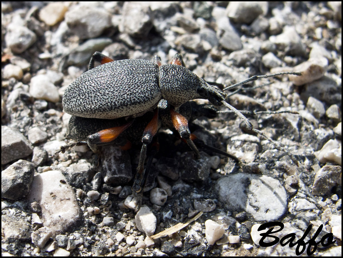 Calandra granaria? - Otiorhynchus cardiniger ssp. cardiniger